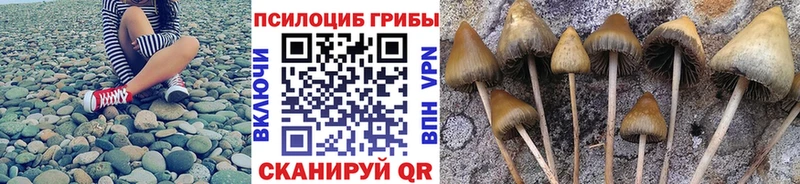 где продают   Осташков  Псилоцибиновые грибы мицелий 